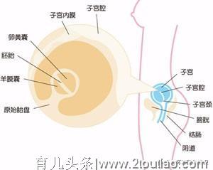 怀孕第四周，要注意补充叶酸