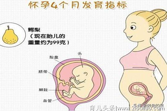怀孕四个月胎儿图是怎么样的？注意事项又是什么