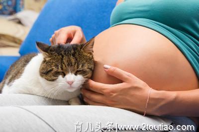 兽医说：备孕、孕妇可以养犬猫吗？怀孕影响胎儿？准爸妈看过来