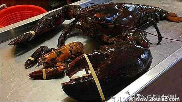 这只龙虾活了134年，受国家特赦免死。