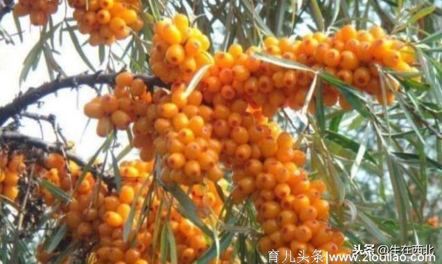 新疆独有的4种水果，来新疆一定要尝上那么一尝呦