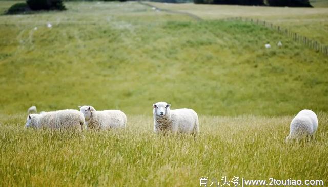 这三个亲子休闲农庄如何做到上万客流量？