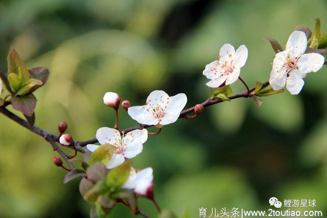 华南这处真正的后花园，百花齐放，门票免费，情侣亲子最适合