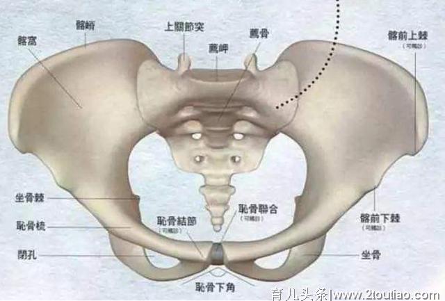 产后腰臀痛，真的休息一下就能好？四个方法带你识别“问题”骨盆