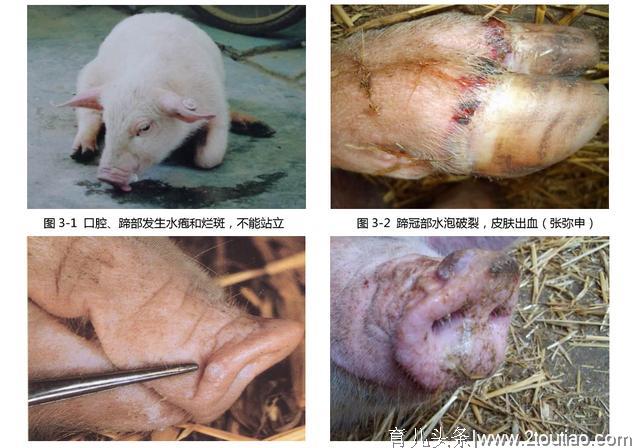 这个病会引起母猪高烧、流产，仔猪100%死亡，养猪人请注意防控！