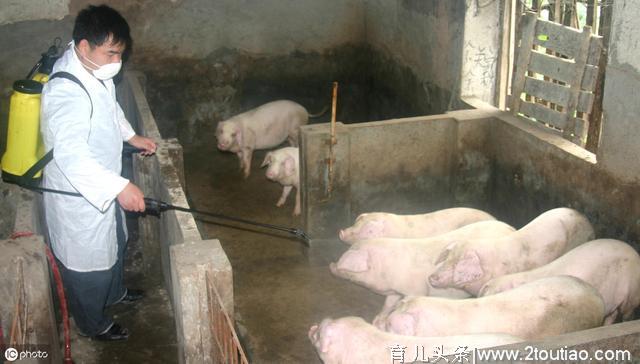 这个病会引起母猪高烧、流产，仔猪100%死亡，养猪人请注意防控！