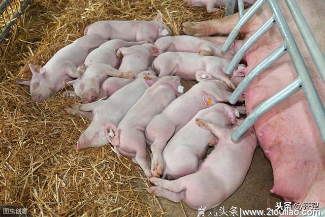 母猪流产的原因及防治