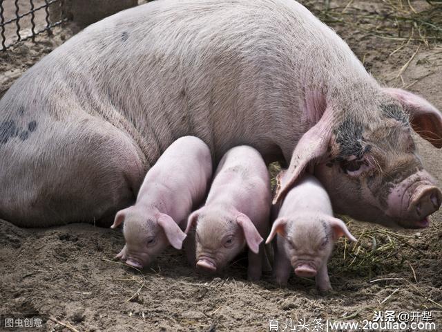 母猪流产的原因及防治