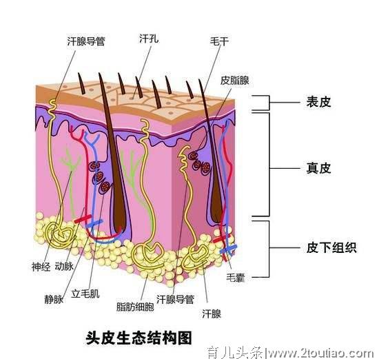 怀孕留长发会和胎儿抢营养，是真的吗？