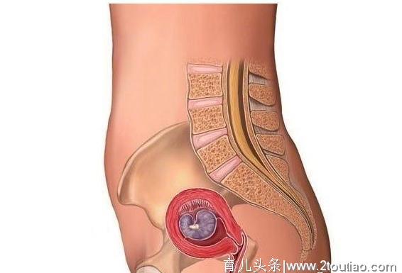 怀孕真有那么辛苦？5张图带你了解孕期过程、注意事项，真不容易