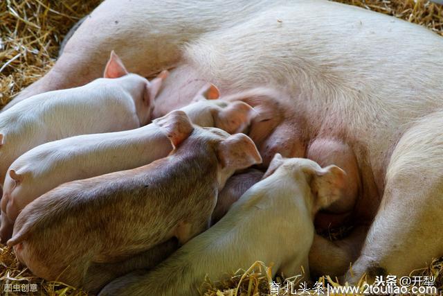 母猪产后没奶的原因及防治方法