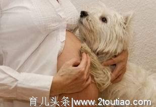 狗狗分娩我们能做什么？铲屎官必须掌握的狗狗分娩常识