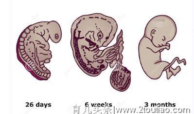 怀孕前三个月最难熬，胎儿怕胎停畸形，孕早期通关宝典，助你好孕