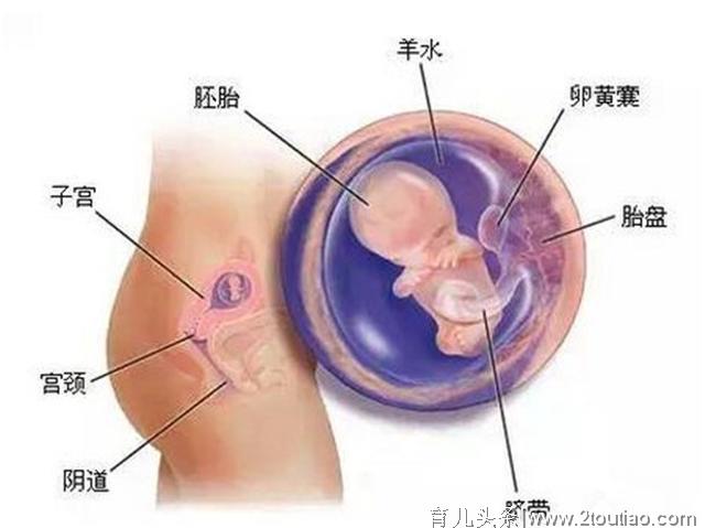 育儿说：怀孕2个月时，胎儿会有多大？