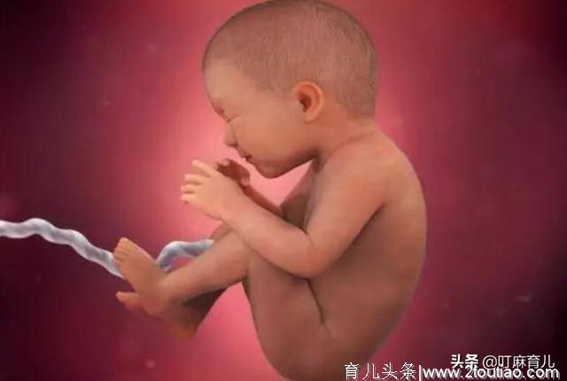 怀孕后，小蝌蚪是怎么形成胎儿的？十张高清图带你了解生命的奥秘