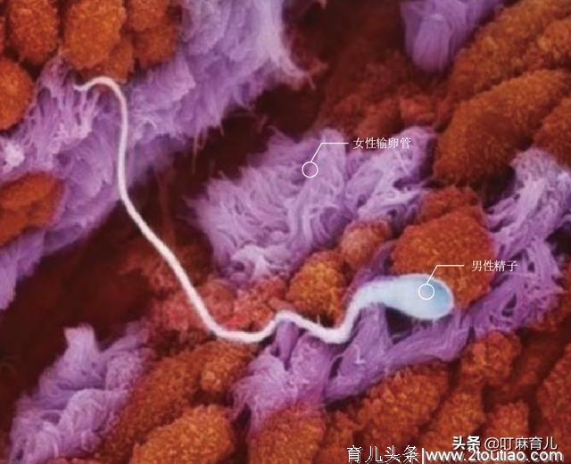 怀孕后，小蝌蚪是怎么形成胎儿的？十张高清图带你了解生命的奥秘
