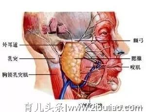 宝宝爱流口水正常吗？背后这3个原因让人意想不到