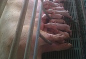母猪分娩后的饲养与管理