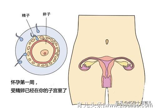 怀孕1个月的症状，孕妈需注意这些重要事项，有利于胎儿健康发育