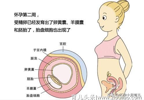 怀孕1个月的症状，孕妈需注意这些重要事项，有利于胎儿健康发育