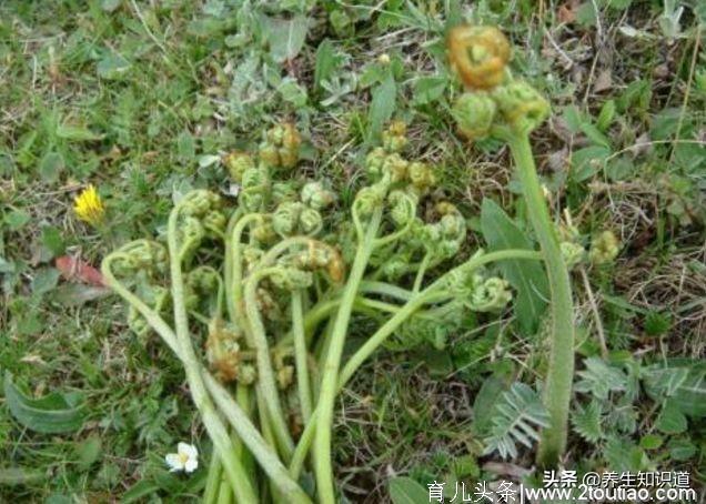 春吃野菜正当时，这10种好吃又养生，错过再等一年，你吃过几种？