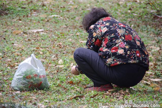 春吃野菜正当时，这10种好吃又养生，错过再等一年，你吃过几种？