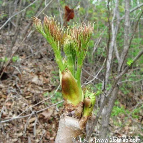 春吃野菜正当时，这10种好吃又养生，错过再等一年，你吃过几种？