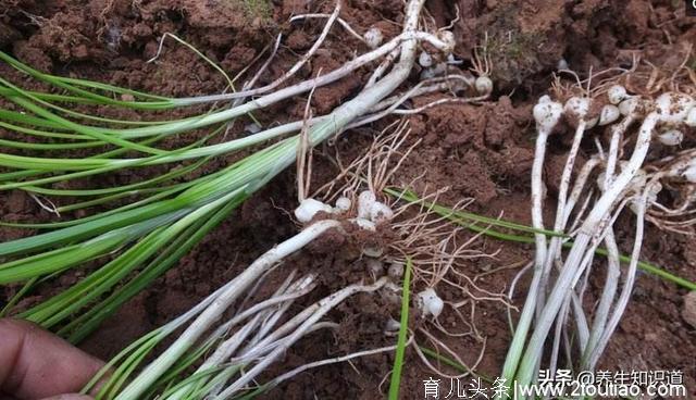 春吃野菜正当时，这10种好吃又养生，错过再等一年，你吃过几种？