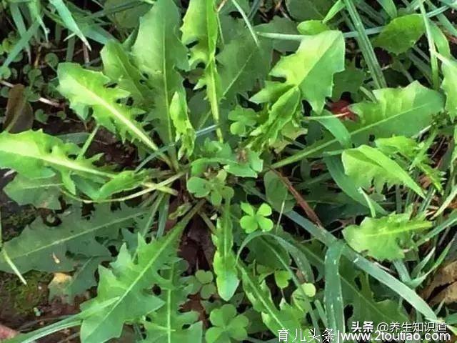 春吃野菜正当时，这10种好吃又养生，错过再等一年，你吃过几种？