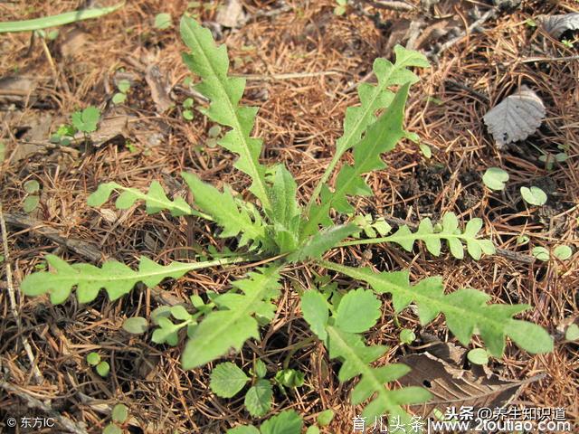 春吃野菜正当时，这10种好吃又养生，错过再等一年，你吃过几种？