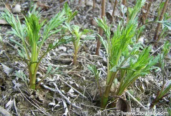 春吃野菜正当时，这10种好吃又养生，错过再等一年，你吃过几种？