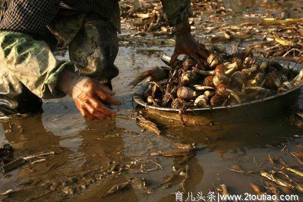 孕妇慎吃的东西，包括蔬菜、水果、食物，家有孕妇可以进来看看