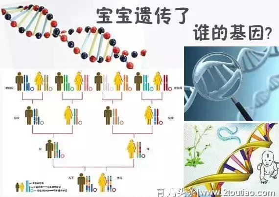 夫妻谁的基因决定了孩子智商和相貌？太准了