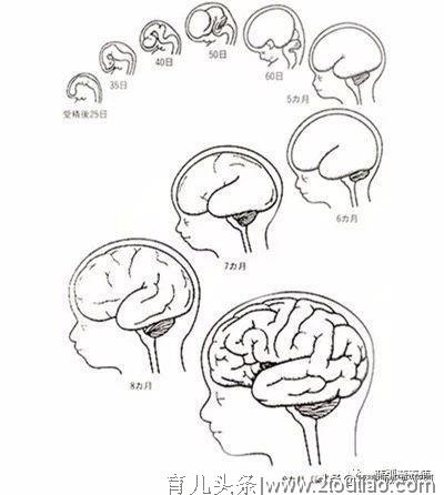 想让宝宝变得更聪明，一定不能缺了这个营养素！