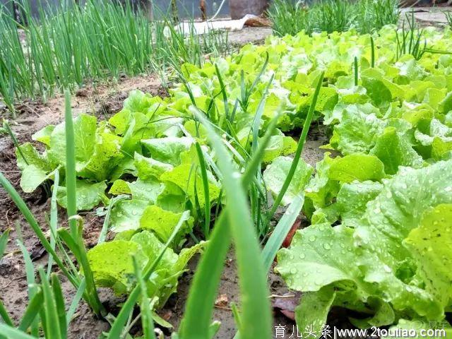 贵州农村酒席上地道的招牌菜，你吃过几种？