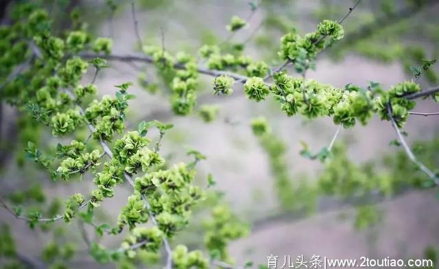 春分时节，小心脚下！你可能踩死了一盘美味！