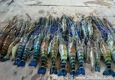 它在湄公河泛滥成灾，在我国却卖40一斤，繁殖速度堪比小龙虾