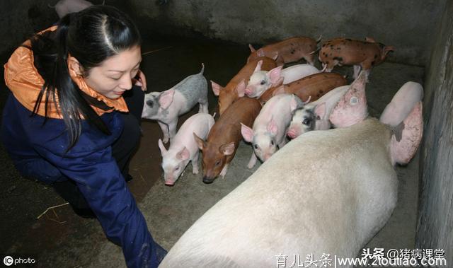 养猪|详解妊娠母猪流产原因分析以及保胎要点