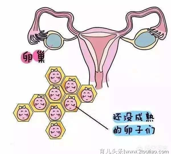 一个女人，一辈子最多能怀孕多少次？