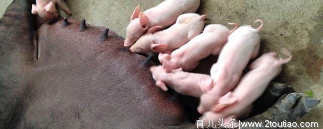 生态三农：母猪产后没奶有啥方法？母猪催奶方法，实战经验5个