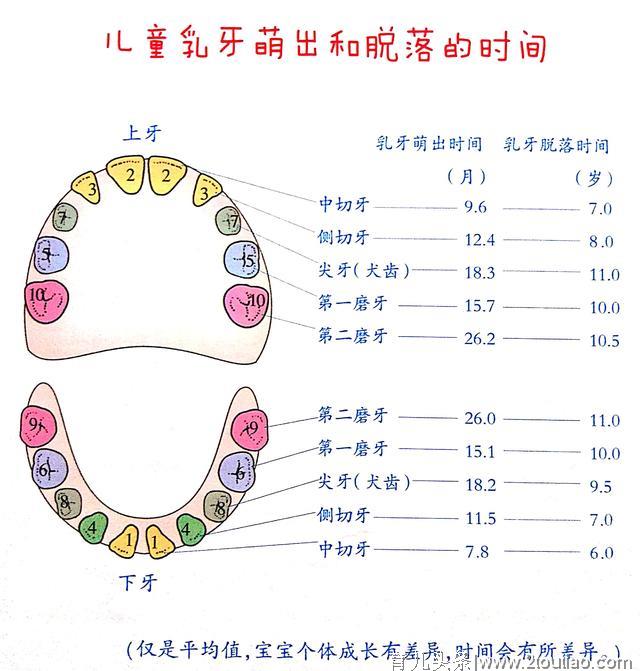 儿童出牙早晚影响智力吗？