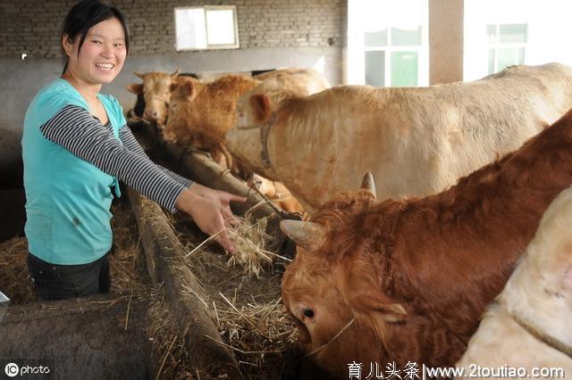 繁殖期间的母牛怎样去投喂，空怀期怎样去饲养，产后的检查很重要