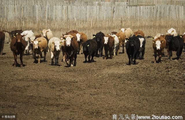 繁殖期间的母牛怎样去投喂，空怀期怎样去饲养，产后的检查很重要