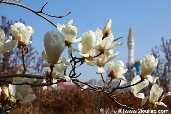 住在北京丰台，清明、五一去哪玩？这些地方等您来！踏青、赏花、登山、民俗、美食、亲子、养生，全都有！