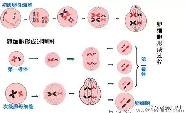 面对复发性流产-了解真想、破除迷信思想