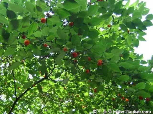 清明要吃“这野味”采摘期仅15天，肉嫩有嚼劲，错过要再等一年