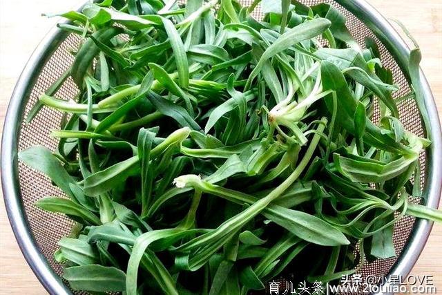 曾是“救命菜”，能润肺止咳，现在很少见，遇到别错过