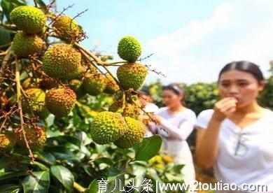 最霸气的水果是啥？号称“一果上市，百果让路”的它，谁都喜欢吃