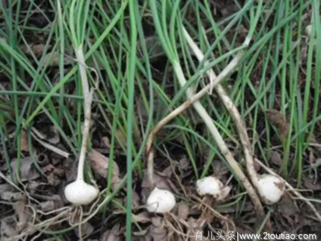 春季10种野菜，好吃又养生，错过要等一年，全部吃过的，算你厉害