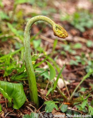 春季10种野菜，好吃又养生，错过要等一年，全部吃过的，算你厉害